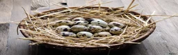 Quail poultry for sale: Jumbo quails different ages and colour for sale - Advert 7