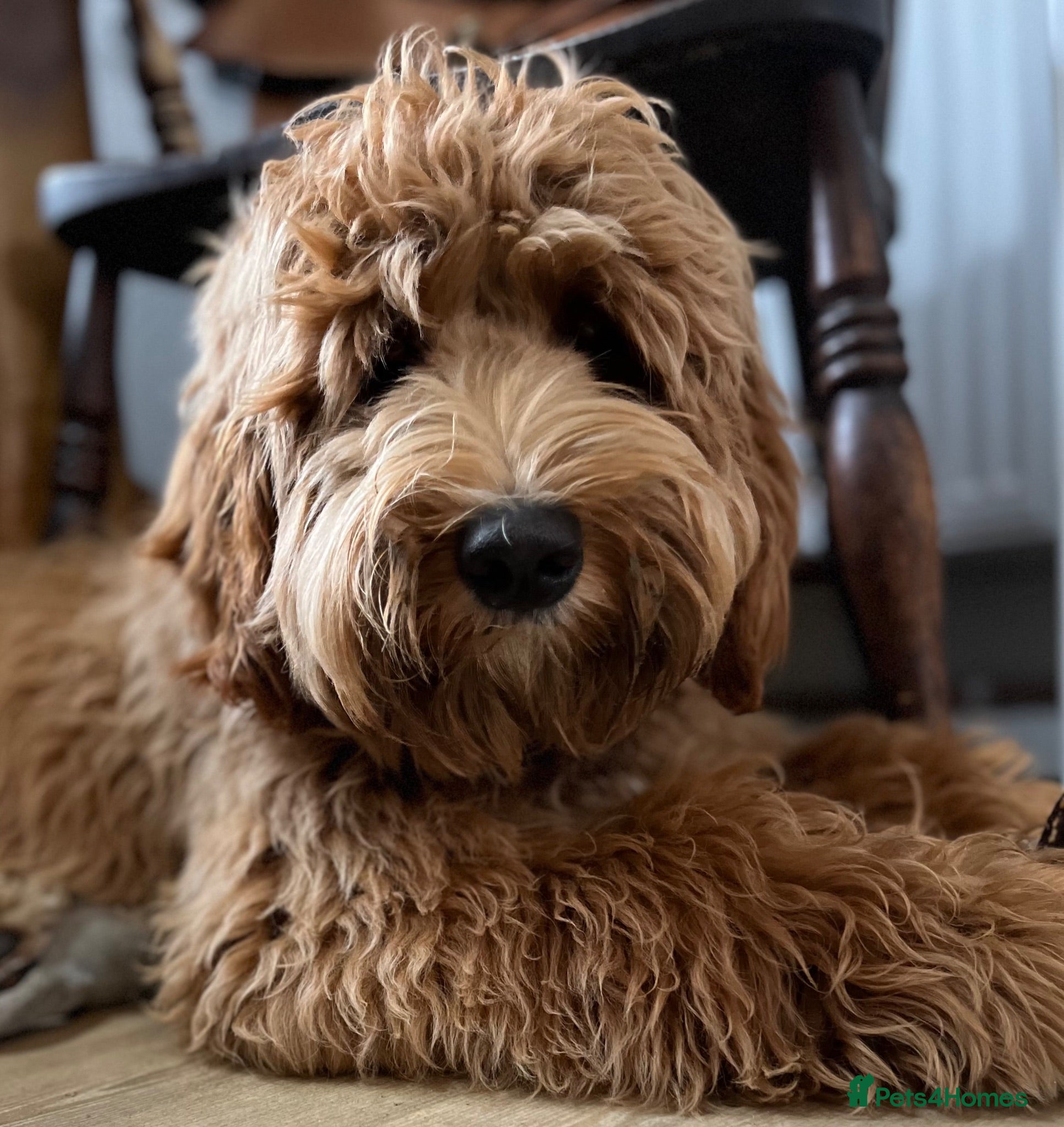 Australian Labradoodle dogs Theodore 100 percent Australian labradoodle  - Advert 2