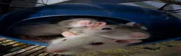 Rat rodents for sale: Group of 4 female rats - Advert 3
