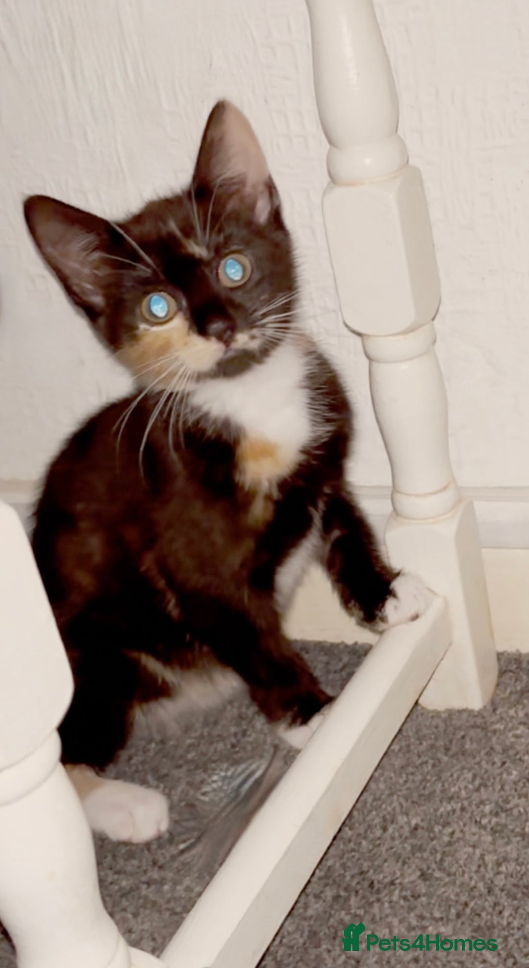 Mixed Breed cats for sale: Delightful mix-breed Siamese-black tabby-kittens - Image 40