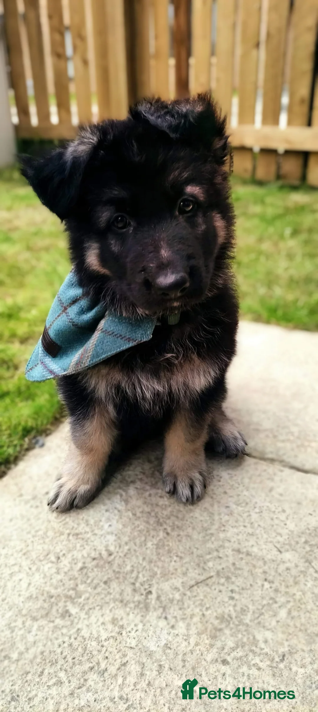 German Shepherd dogs for stud: Chunky GSD male for stud  in Redcar - Advert 14