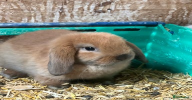 Mini Lop rabbits - Advert 5
