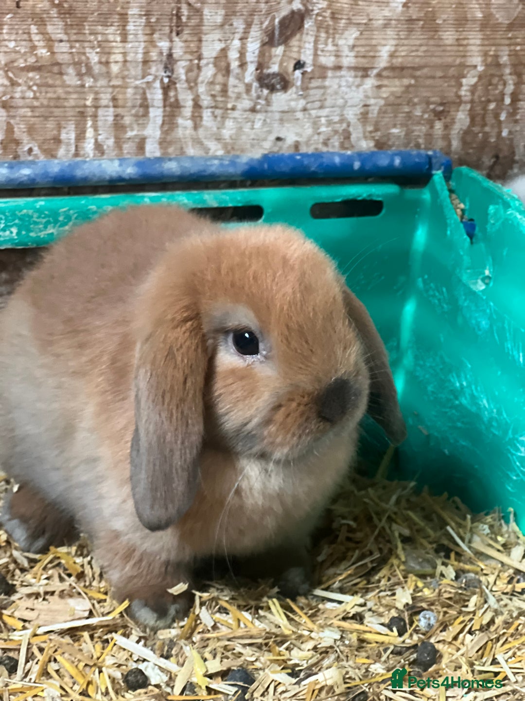 Mini Lop rabbits for sale: Baby mini lops  - Image 2