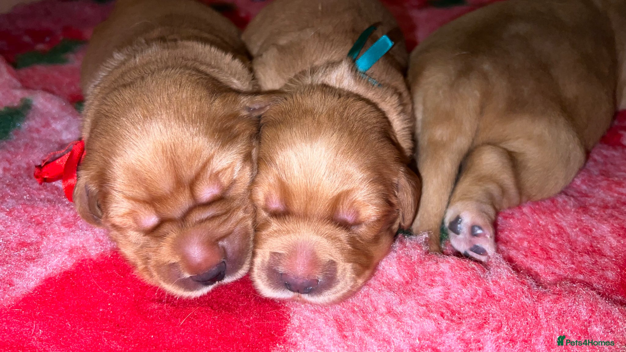 Golden Retriever dogs KC Golden Retrievers - Health Tested & Home Raised - Advert 2
