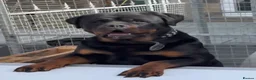 Rottweiler dogs for sale: Beautiful Chunky Rottweiler Puppies Now Here  - Advert 11