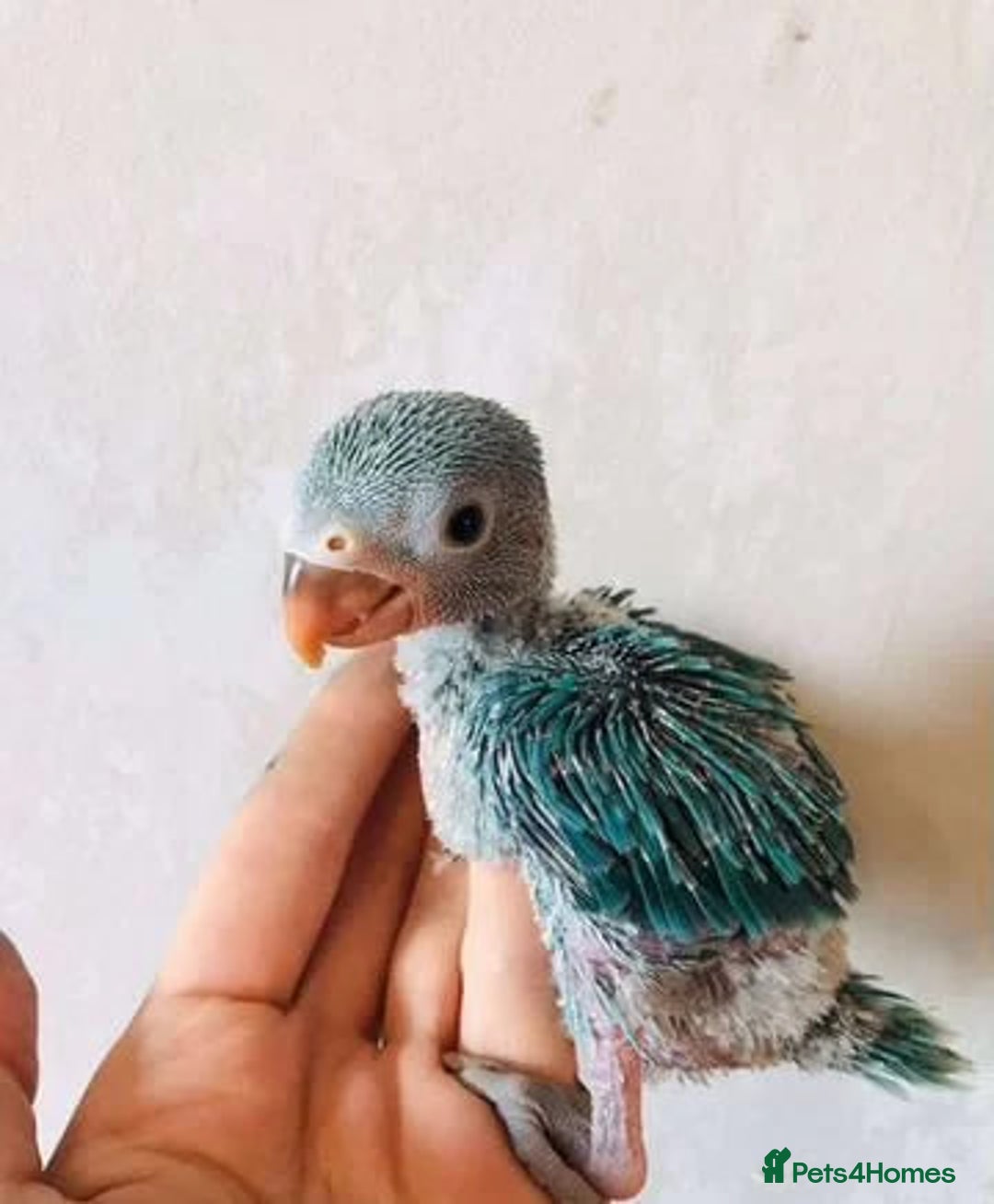 Parrots birds for sale: Ringneck Parakeets Chicks - Image 4