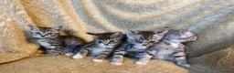 British Shorthair cats for sale: British Shorthair kittens various colours  - Advert 3