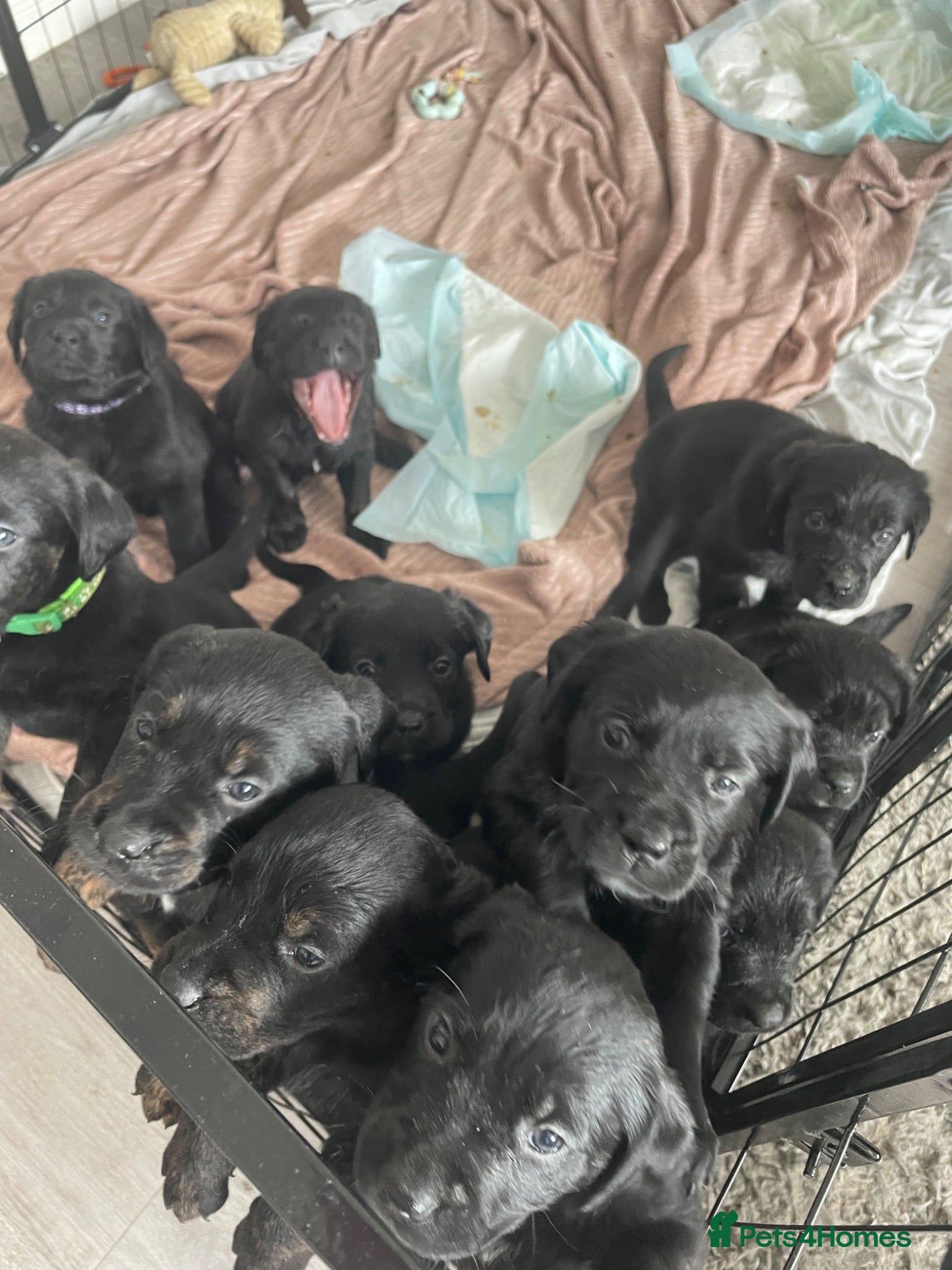 Mixed Breed dogs Rottweiler/ Retriver mix  - Advert 6