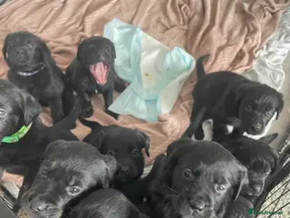 Mixed Breed dogs Rottweiler/ Retriver mix - Advert 6