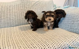 Cockapoo dogs for sale: Show type cockapoo - Image 3