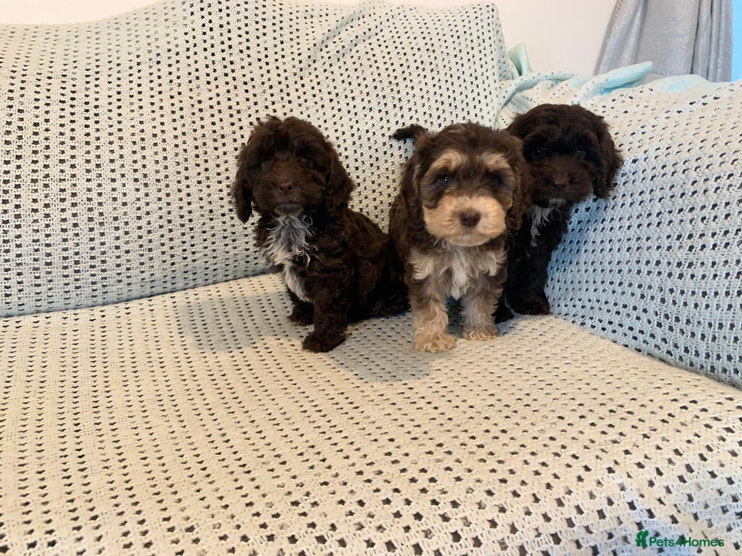 Cockapoo dogs for sale: Show type cockapoo - Image 3