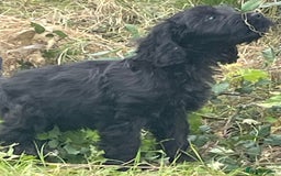 Cockapoo dogs for sale: F1 unique cockerpoo pups  - Image 22