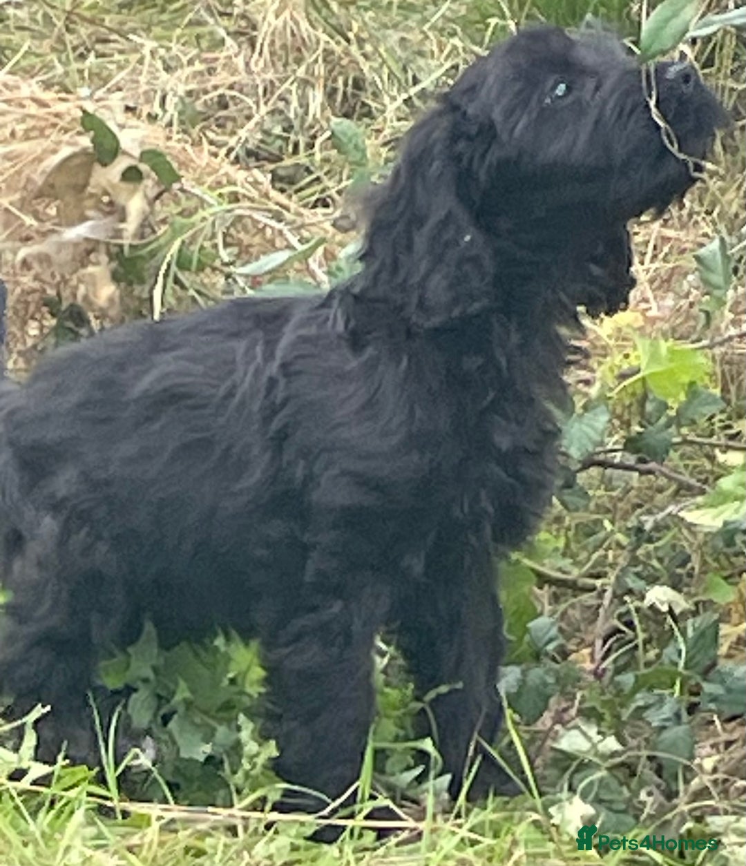 Cockapoo dogs for sale: F1 unique cockerpoo pups  - Image 22