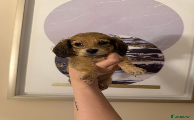 Miniature Dachshund dogs - Advert 6