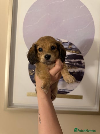 Miniature Dachshund dogs - Advert 6