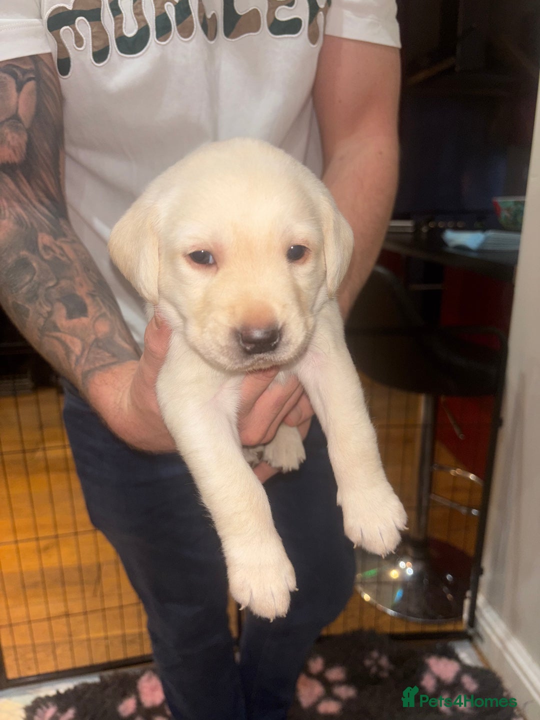Labrador Retriever dogs for sale: 4 golden male Labrador puppies for sale  - Advert 4