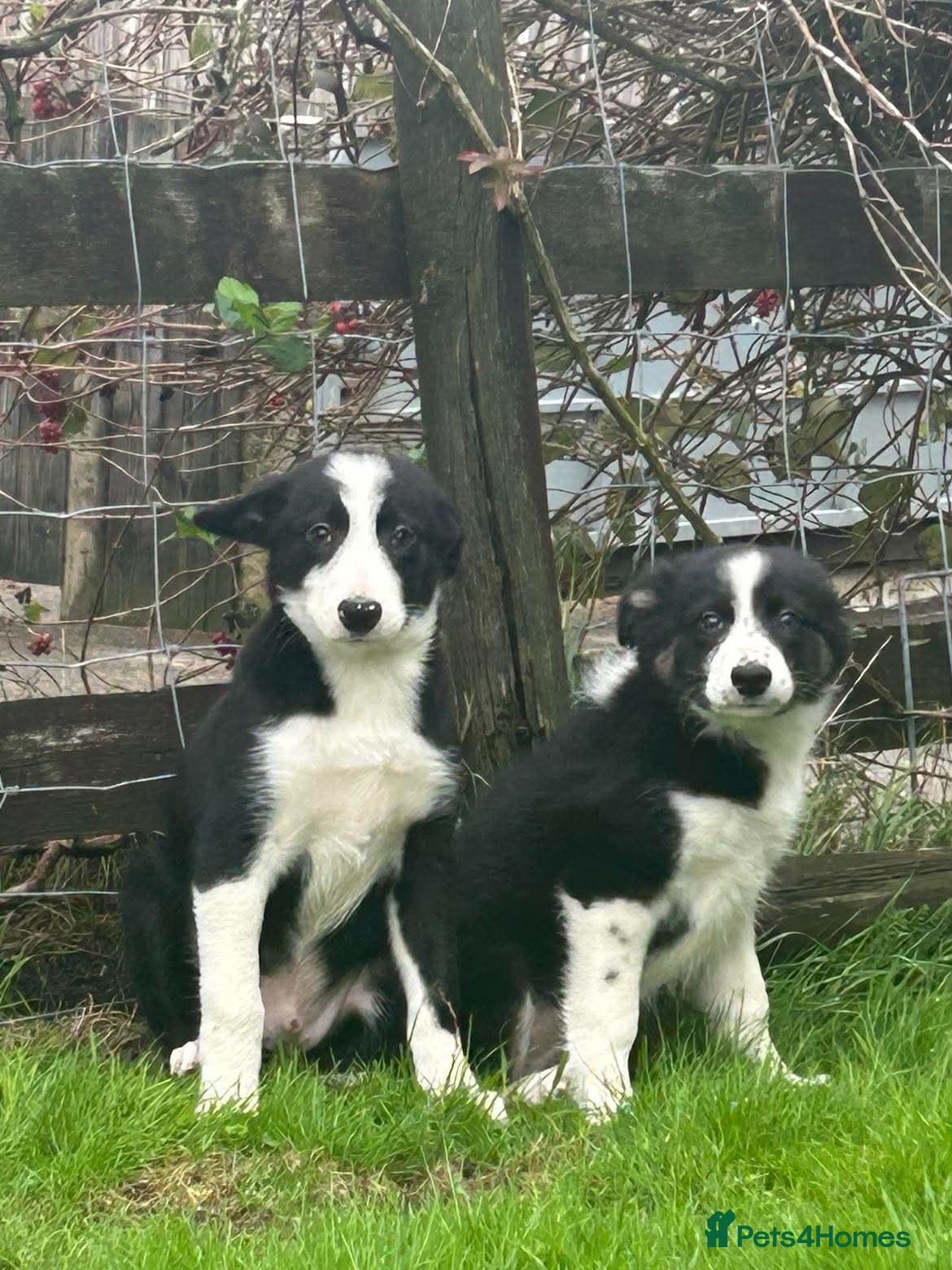 Border Collie dogs 7 collie puppies for sale  - Advert 7