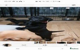 Labrador Retriever dogs for sale: KC Registered Health Tested Red & Black Labs - Image 13