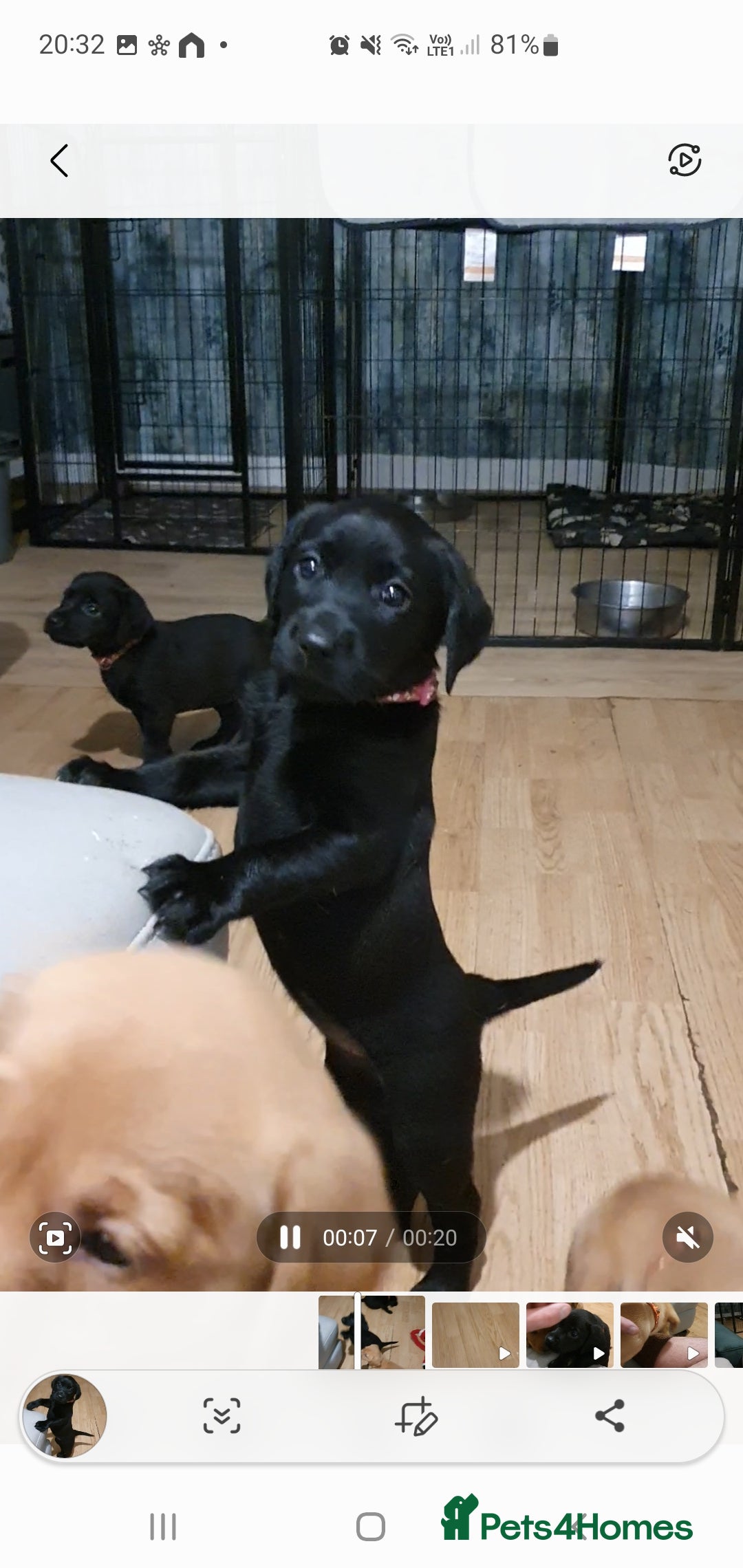 Labrador Retriever dogs for sale: KC Registered Health Tested Red & Black Labs - Image 13