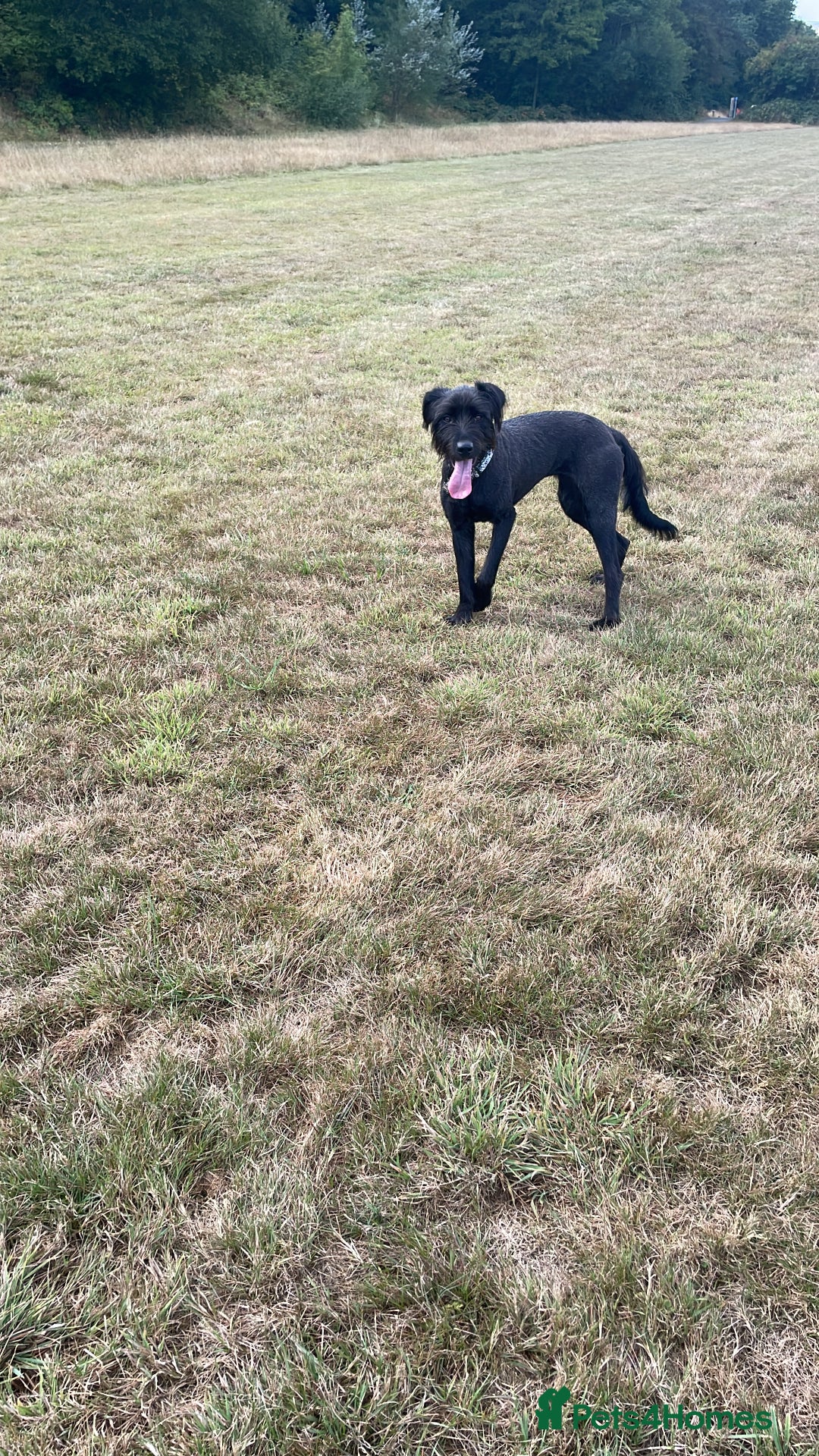 Mixed Breed dogs for sale: Queen for rehoming - Advert 2