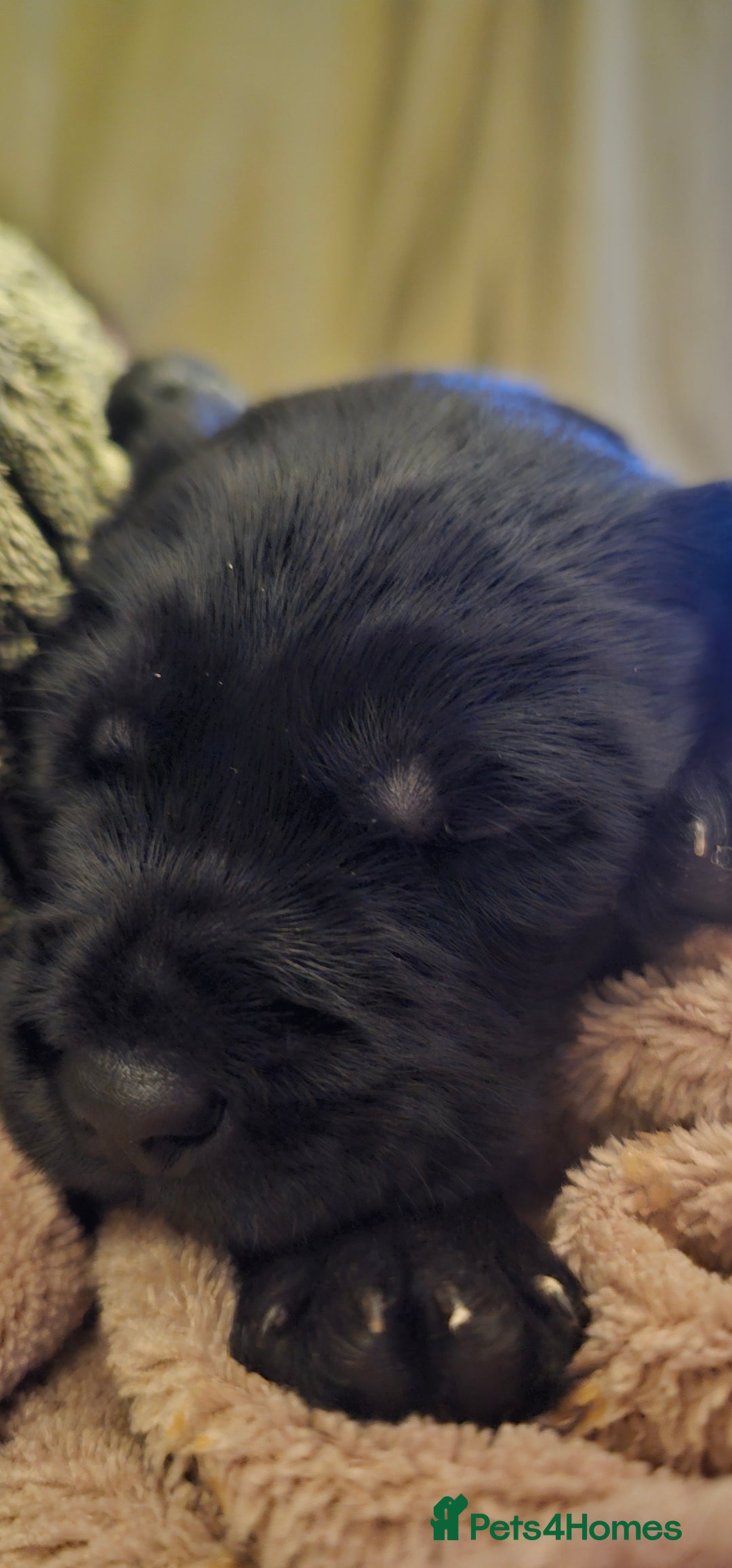 Schnoodle dogs for sale: Perfect schnoodles - Advert 23