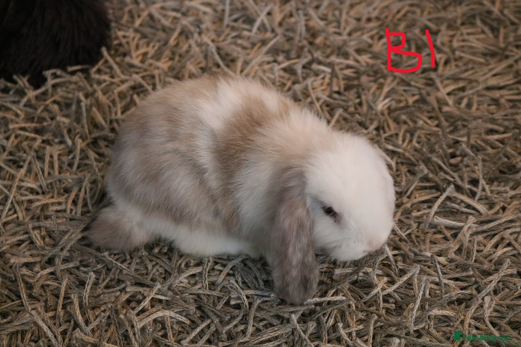 Mini Lop rabbits Mini Lop babies - Advert 1