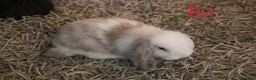 Mini Lop rabbits for sale: Mini Lop babies - Advert 1