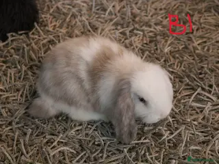 Mini Lop rabbits for sale: Mini Lop babies - Advert 1