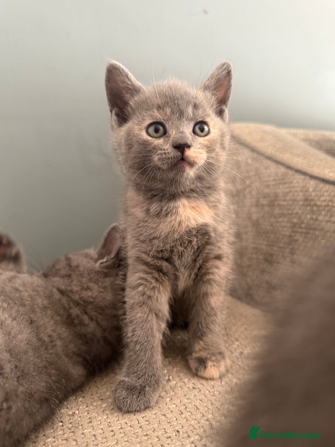 British Shorthair cats for sale: British shorthair cross Russian blue kitten - Image 6