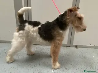 Fox Terrier dogs Wire Haired Fox Terrier - Advert 2