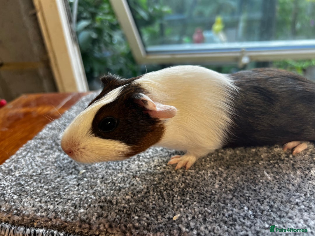 Guinea Pig rodents for sale: Dutch Sows/girls - Image 24