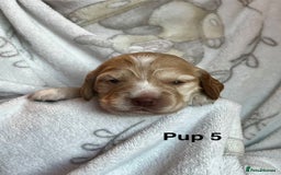 Cockapoo dogs for sale: Adorable Cocker Spaniel/Cockapoo Puppies - Image 21