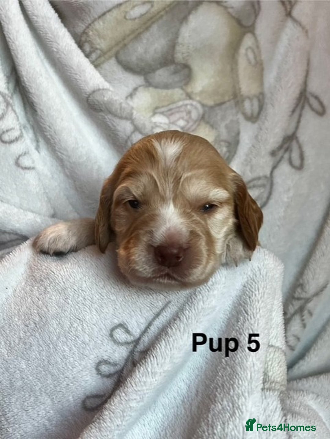 Cockapoo dogs for sale: Adorable Cocker Spaniel/Cockapoo Puppies - Image 21