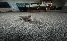 British Shorthair cats for sale: British short hair kittens - Image 6
