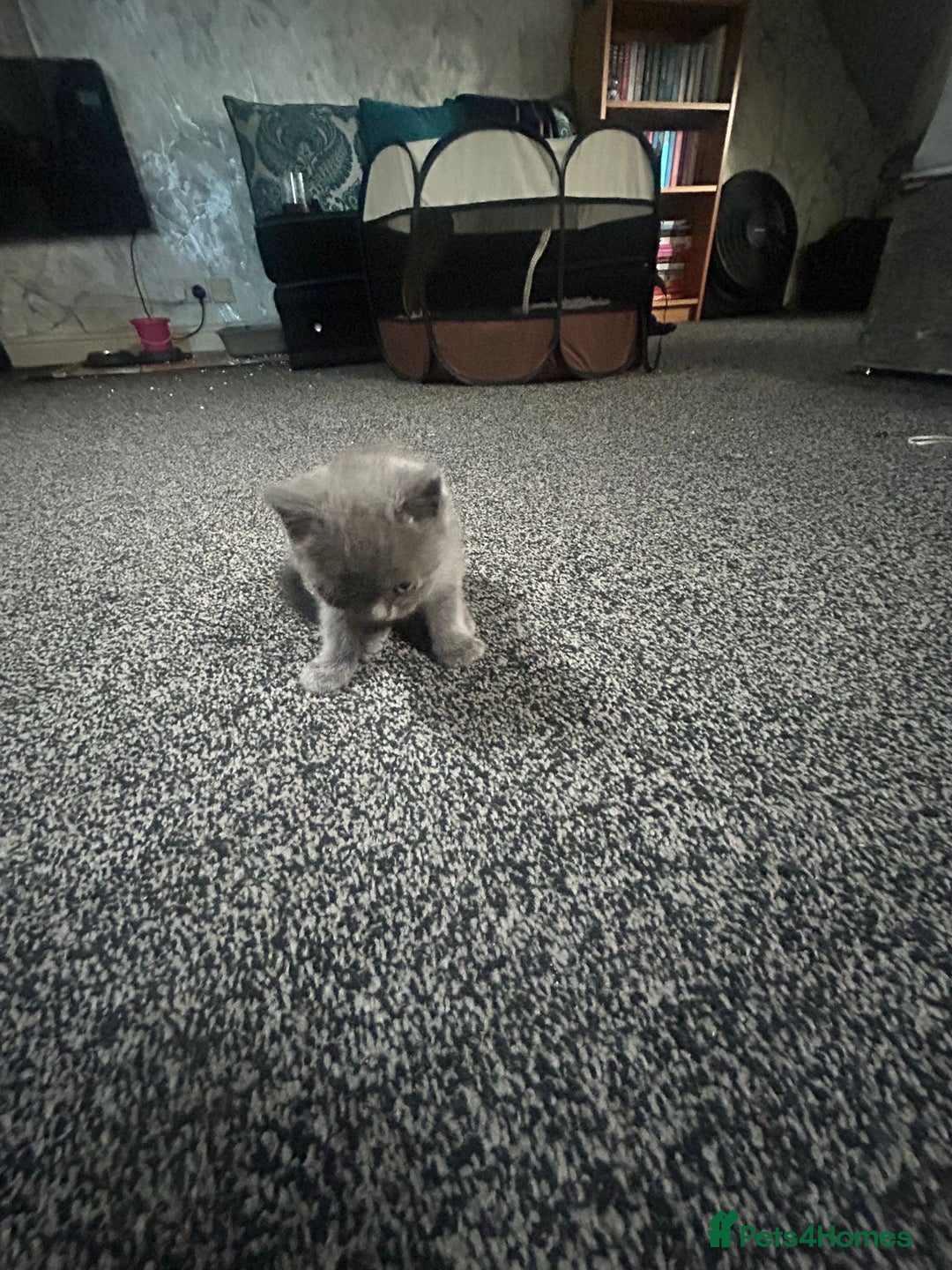 British Shorthair cats for sale: British short hair kittens - Image 6