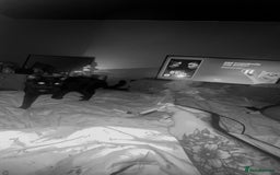 Siamese cats for sale: 2 boy cats  - Image 3