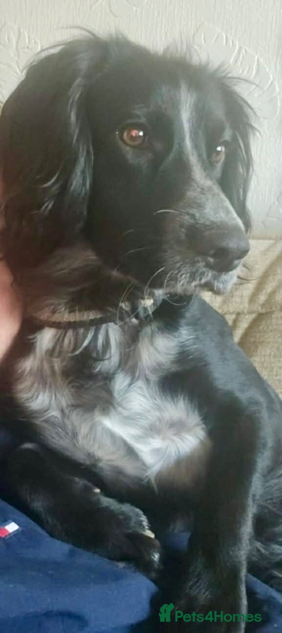 Cocker Spaniel dogs Beautiful Bow  - Advert 5