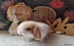 Mini Lop rabbits for sale: Beautiful mini lops - Image 5