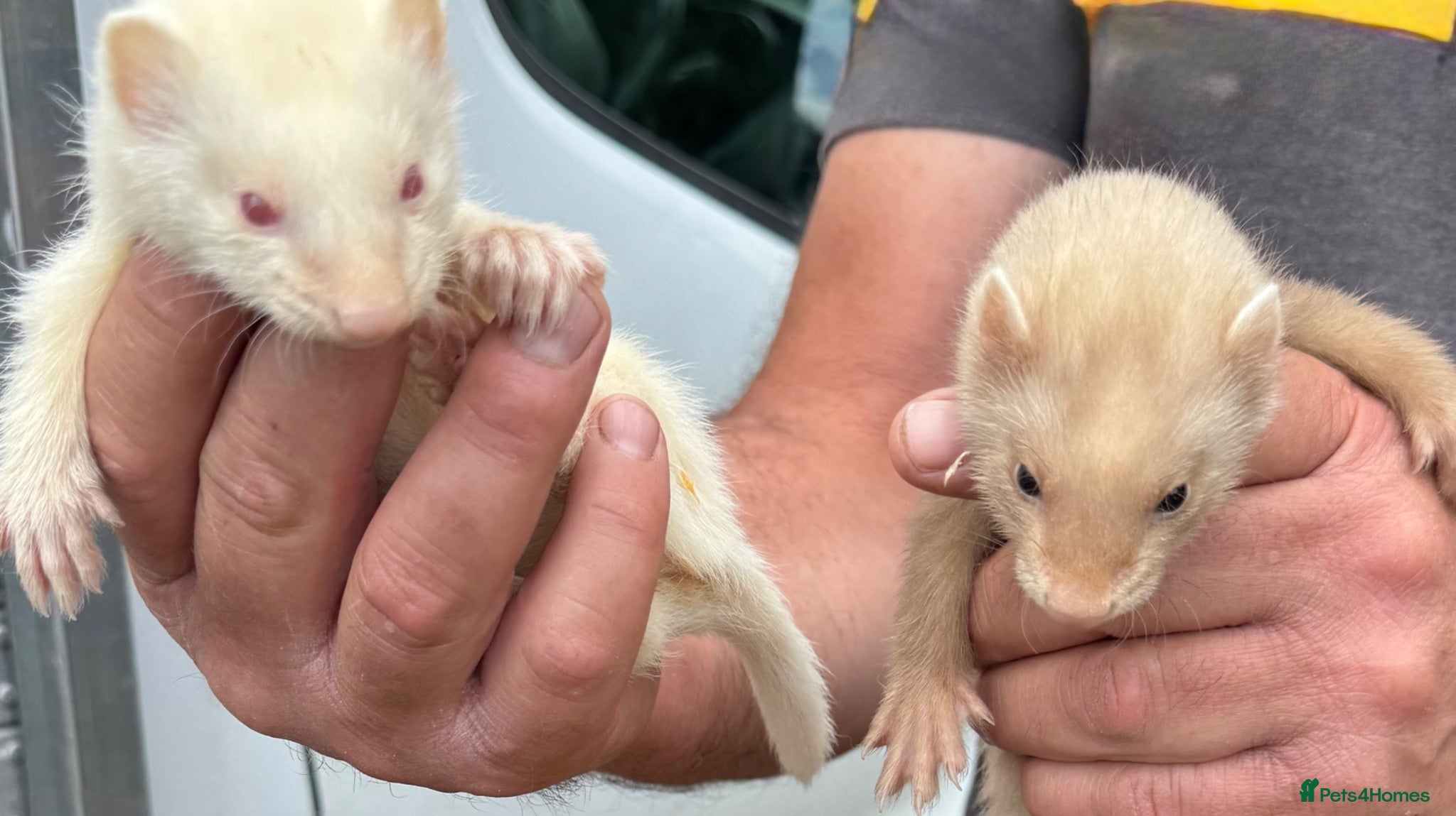 Ferret rodents 5 baby ferrets available now  - Advert 1