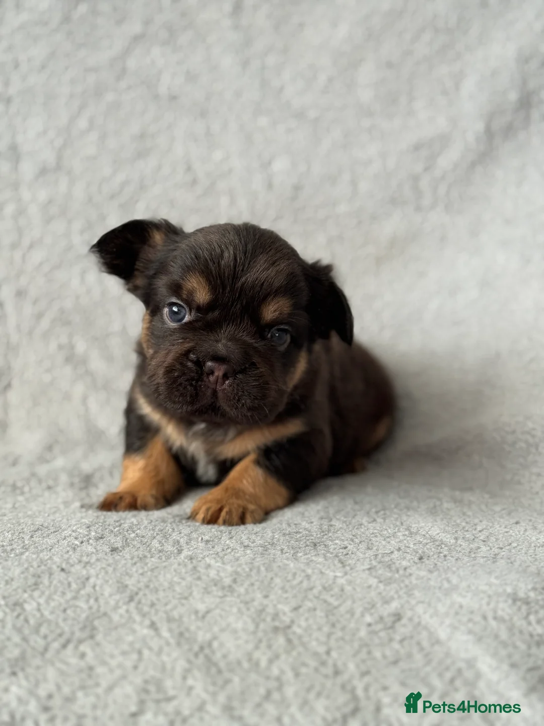 French Bulldog dogs for sale: 5 Full Fluffy French Bulldogs Puppies  - Advert 5