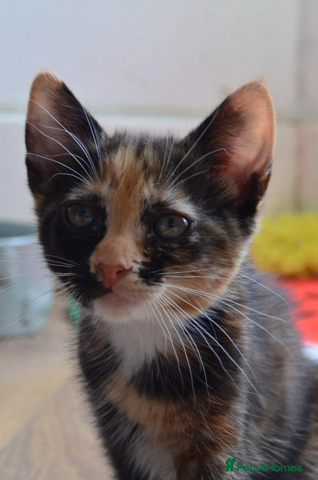 British Shorthair cats for sale: Last little girl looking for her forever home  in Blackwood - Advert 2