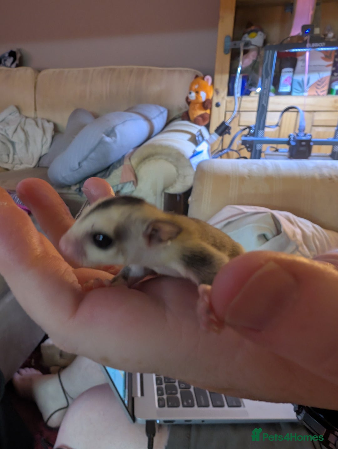 Sugar Glider rodents for sale: Male sugar gliders in Macclesfield - Image 6