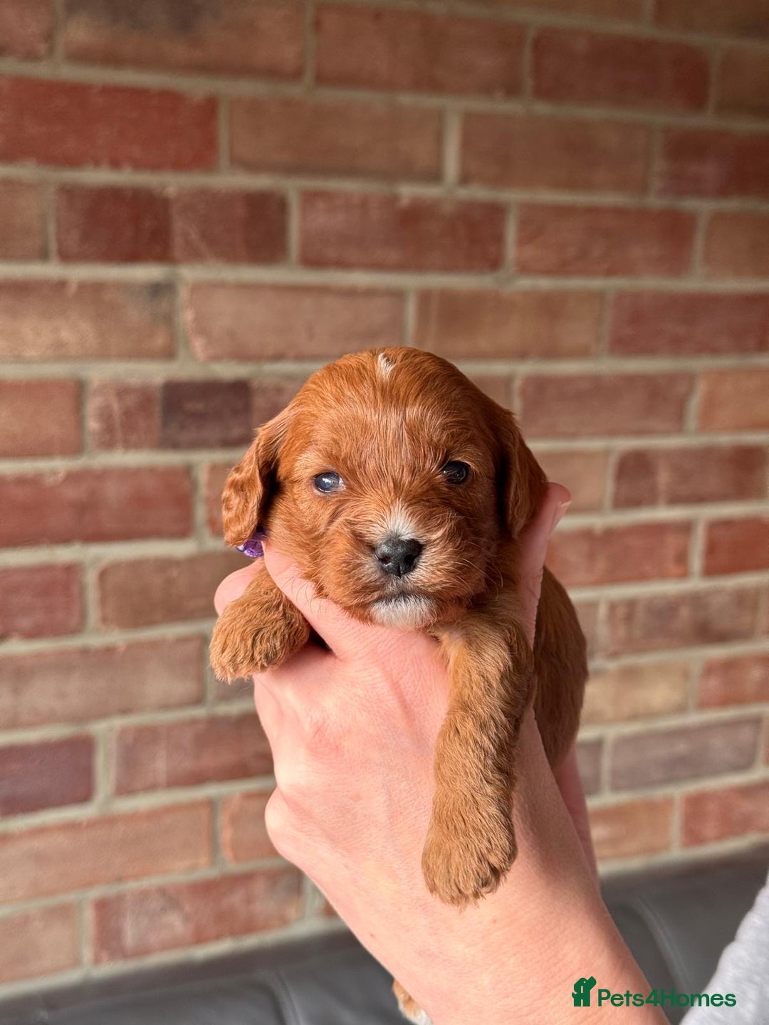 Cavapoo dogs for sale: Cavapoo Puppies-Perfect Family Companions - Advert 4