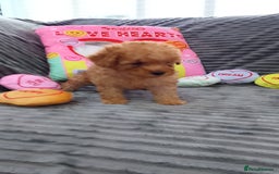 Miniature Poodle dogs for sale: Miniature tiny size poodles 1💙1🩷 - Image 3