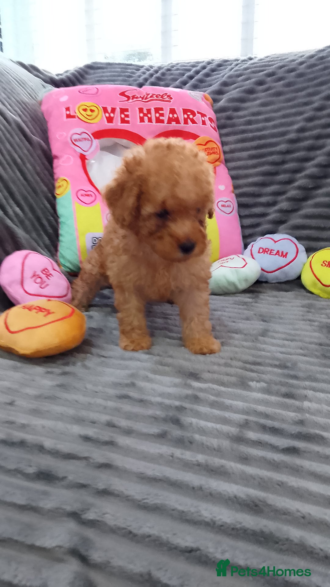 Miniature Poodle dogs for sale: Miniature tiny size poodles 1💙1🩷 - Image 3