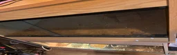 Tortoise reptiles for sale: 2 available  - Advert 4