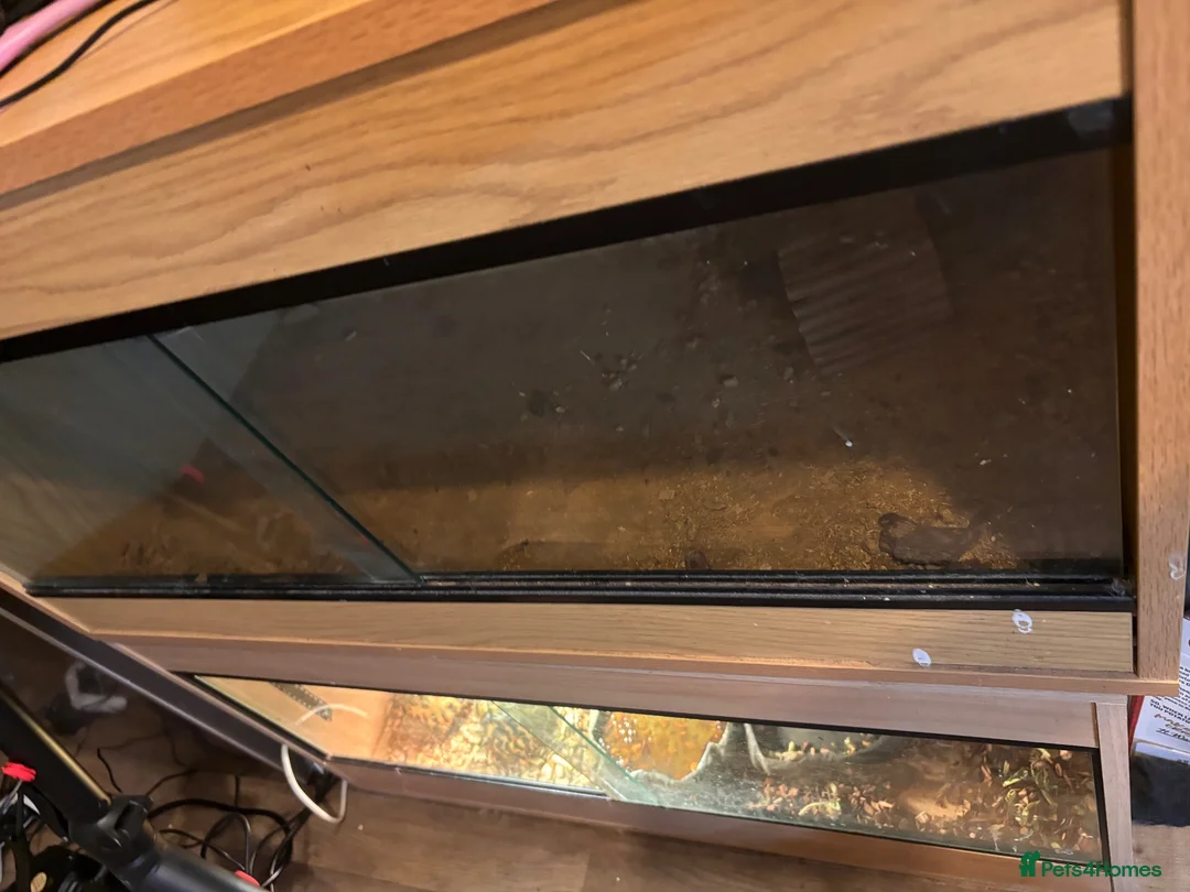 Tortoise reptiles for sale: 2 available  - Advert 4