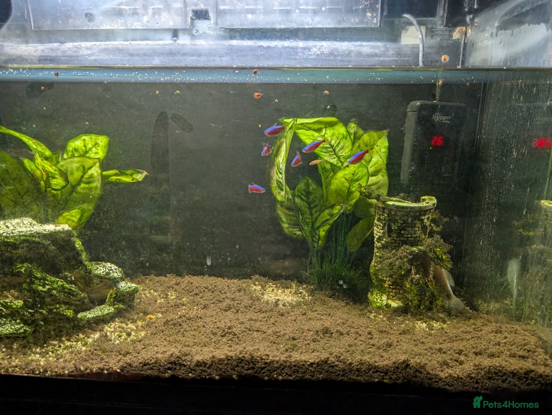Gouramis fish for sale: Gold gourami tetras bristlenose plec 3 zebra loach - Image 1