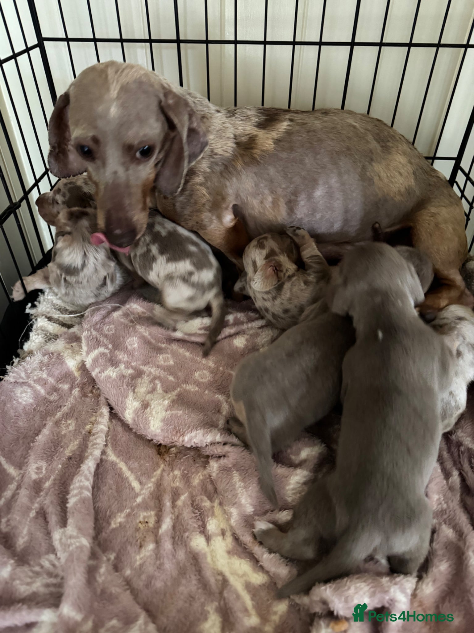 Dachshund dogs Mini dachshund puppies dapple Isabella tan  - Advert 2