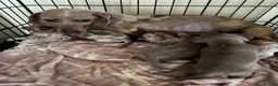 Dachshund dogs for sale: Mini dachshund puppies dapple Isabella tan  - Advert 1